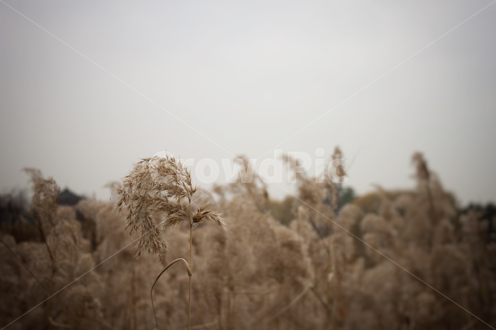 grass,plant,식물,lawn,잔디,reed,갈대,silvergrass,억새,가을,가을,계절,fall,autumn,season