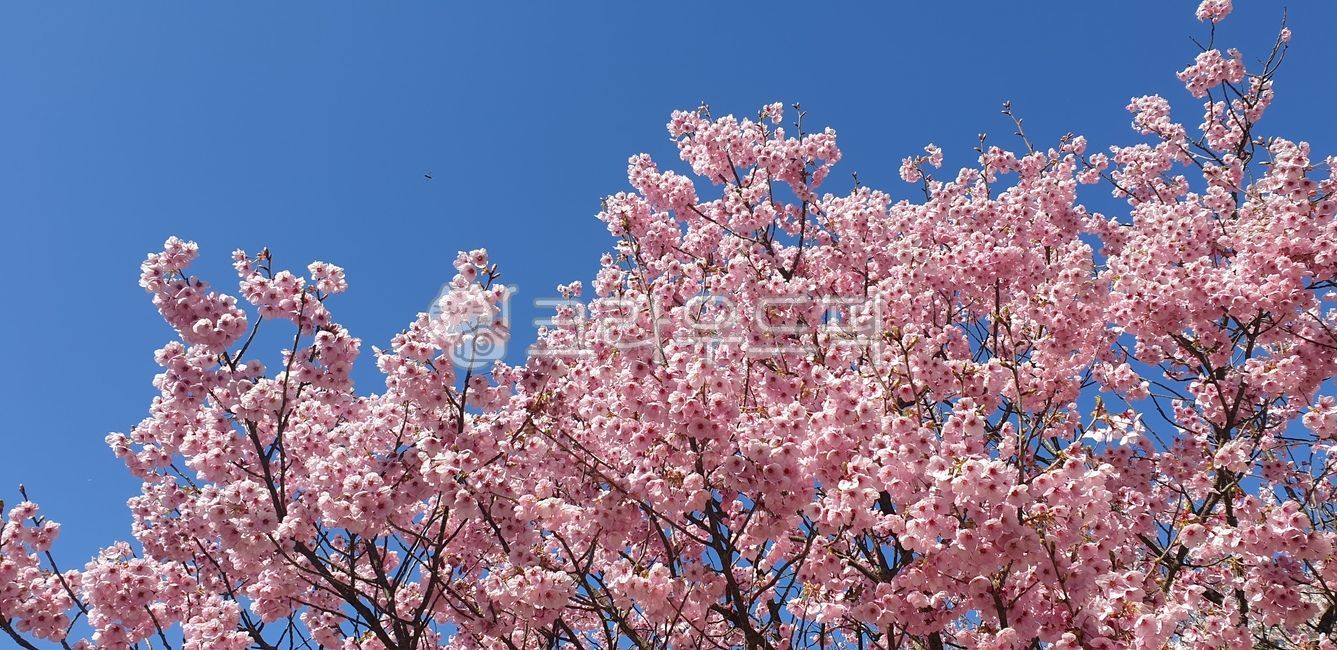 꽃,벚꽃,홍벚꽃,봄,plant,flower,blossom,하늘