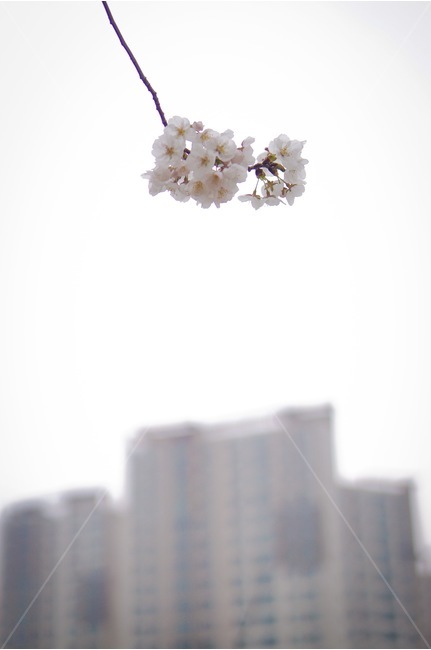 봄,벚꽃,꽃,꽃놀이,flower,봄,계절,spring,season,식물,자연,plants,nature,꽃,flower,plant