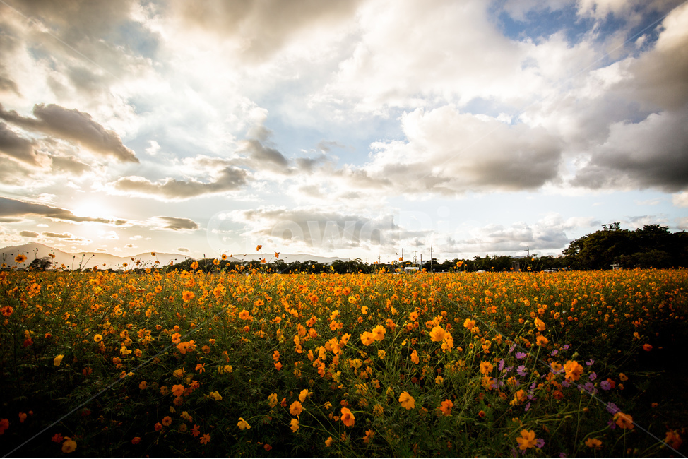 노을,풍경,들판,코스모스,하늘,경주,구름,자연,풍경,nature,landscape,식물,plants,꽃,flower,grassland,목초지,field,들,outdoors,옥외,rural,농촌,farm,농장,meadow