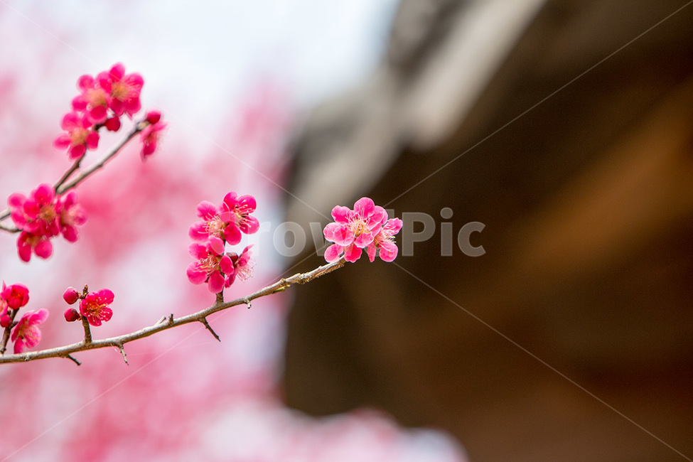 매화,홍매화,봄,꽃,붉은매화,나들이,봄,계절,spring,season,식물,자연,plants,nature,꽃,flower,감성,sensible,feeling,plant,blossom