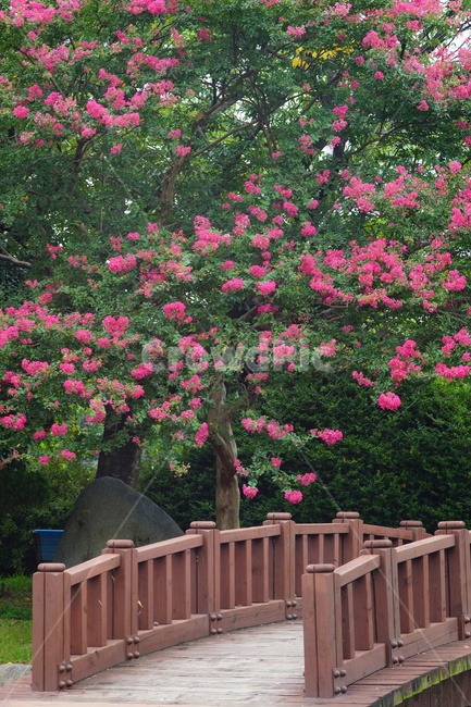 plant,식물,flower,꽃,blossom,분홍색