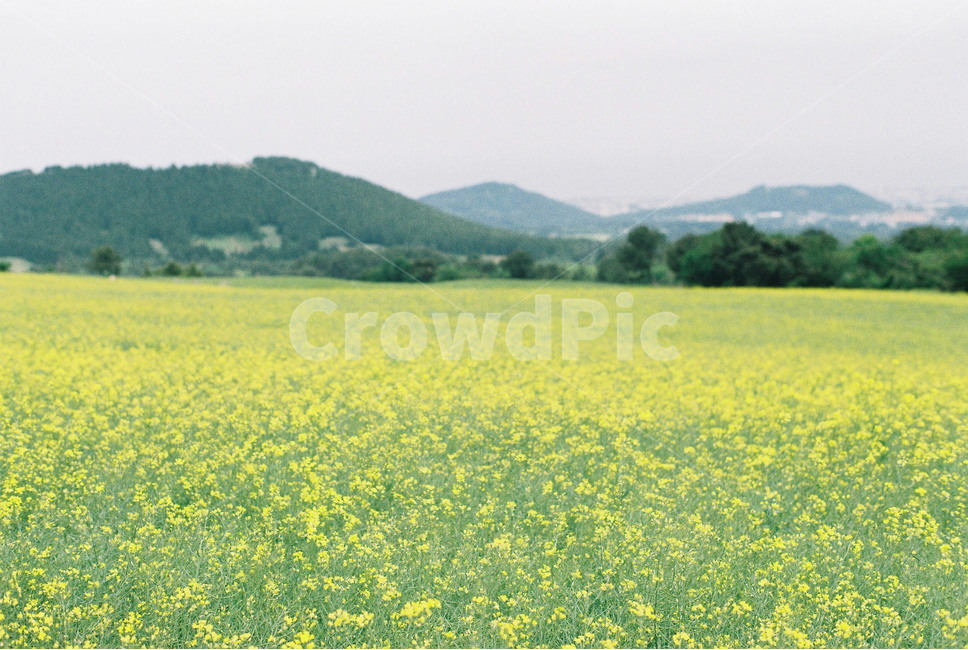 필름사진,제주,유채꽃,자연풍경,제주여행,노랑,자연,자연,풍경,nature,landscape,한국자연풍경,한국자연경관,korea nature landscape,제주도,jeju,jeju island,식물,plants,꽃,flower,outdoors,옥외,grassland,목초지,field,들