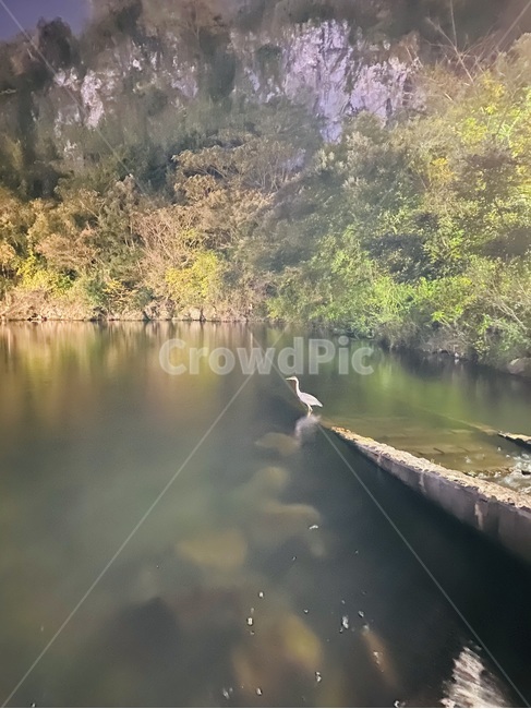 water,물,animal,bird,새,자연,풍경,nature,landscape