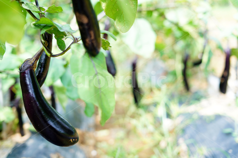가지,가지나물,가지수확,가지재배,채소,야채,음식,식재료,요리,food,cook,meal,dishes,food reserves,채소,야채,vegetables