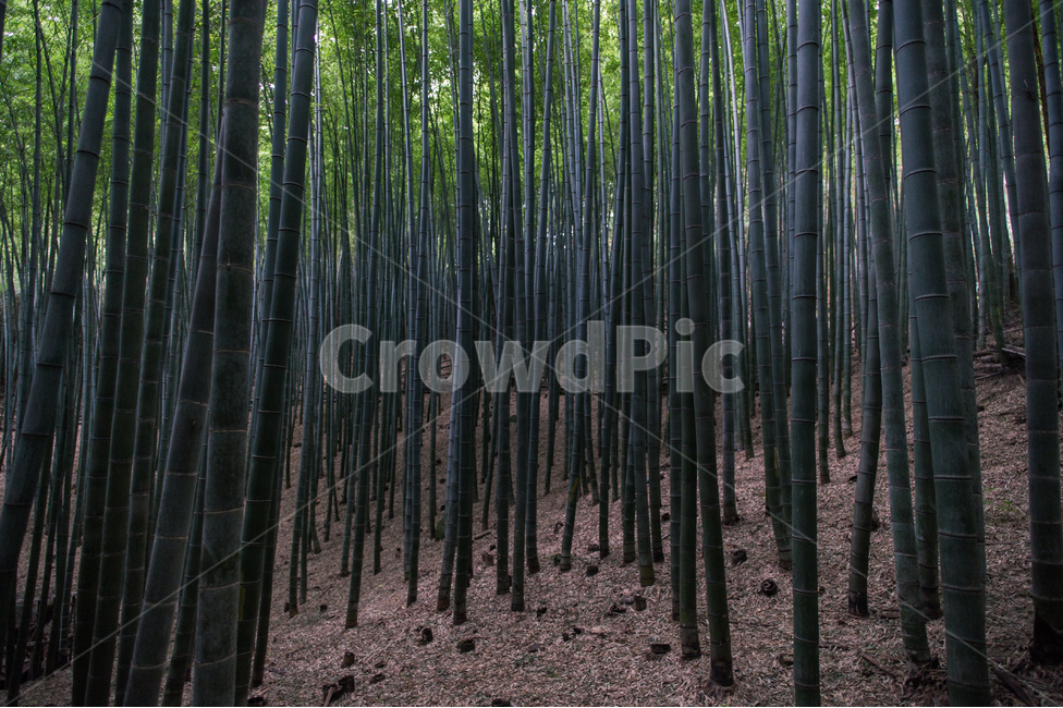 보성,전라남도,대나무,한국이미지,대나무숲,bamboo,nature,자연,자연,풍경,nature,landscape,식물,plants,나무,trees,wood,plant