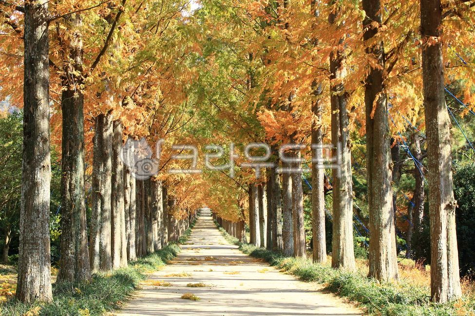 가을,가을단풍,가을풍경,아름다움,자연풍경,자연,풍경,옥외,leaf,잎,tree,나무,메타세쿼이아,가로수,길,산림자원연구소