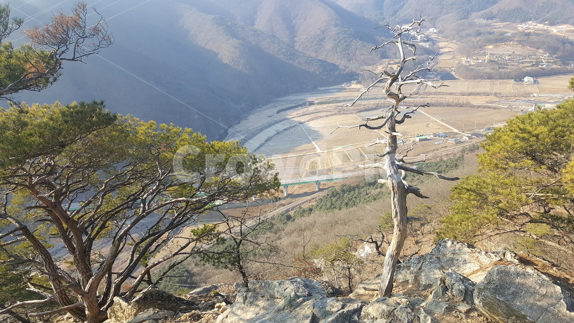 풍경,landscape,고목,소나무,자연