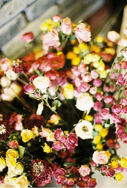 감성,꽃,드라이플라워,감성사진,꽃사진,필름,아날로그,봄,봄,계절,spring,season,식물,자연,plants,nature,꽃,flower,plant,blossom