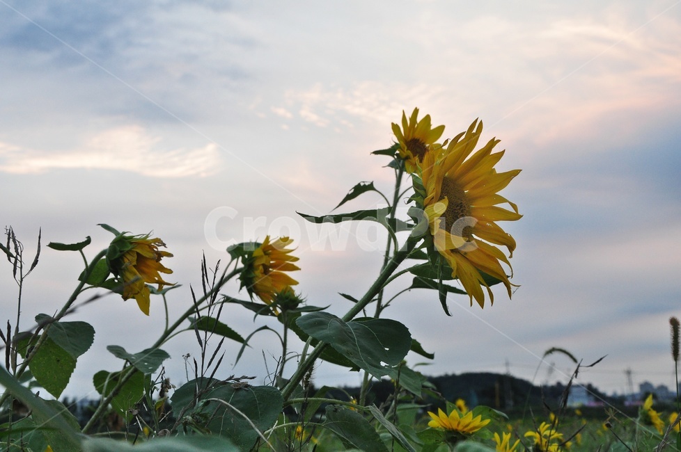 plant,식물,blossom,sunflower,해바라기,flower,꽃,여름,계절,노랑색,노랑,식물,자연,plants,nature,꽃,flower
