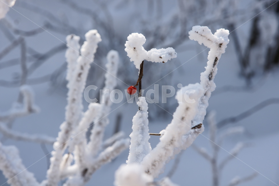 겨울,설경,홍일점,눈,상고대,겨울,계절,winter,season,식물,자연,plants,nature