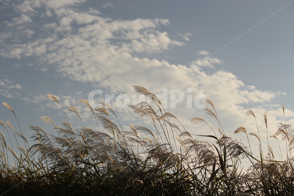새털구름,억새숲,가을,배경,가을바람,가을,계절,fall,autumn,season,식물,자연,plants,nature,grass,잔디,plant,lawn