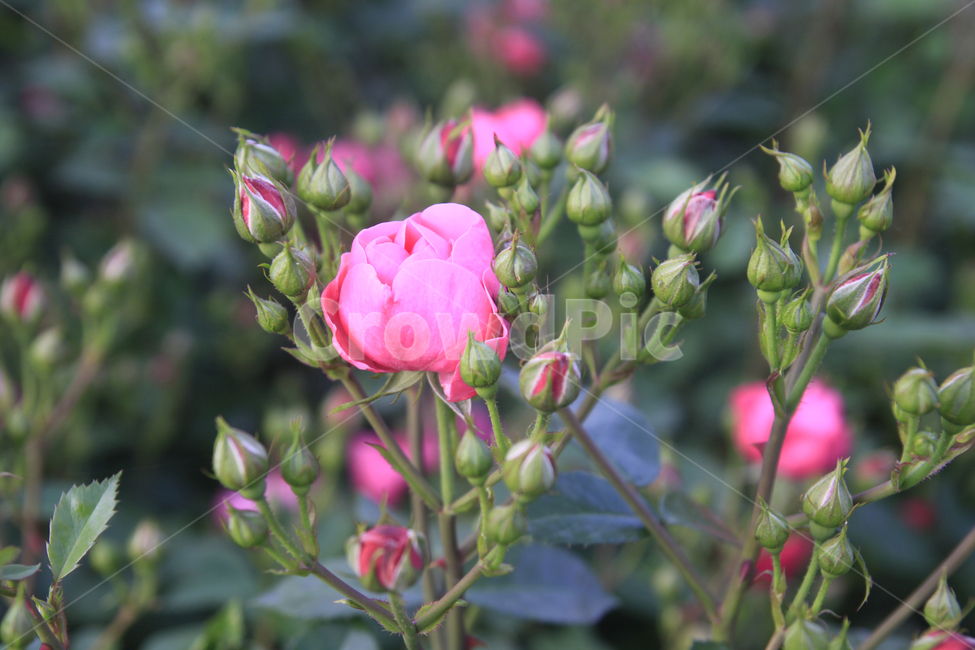 장미,장미꽃,장미사진,장미배경,장미축제,꽃,꽃사진,식물,자연,장미공원,nature,plants,flower,rose,식물,자연,plants,nature,꽃,flower