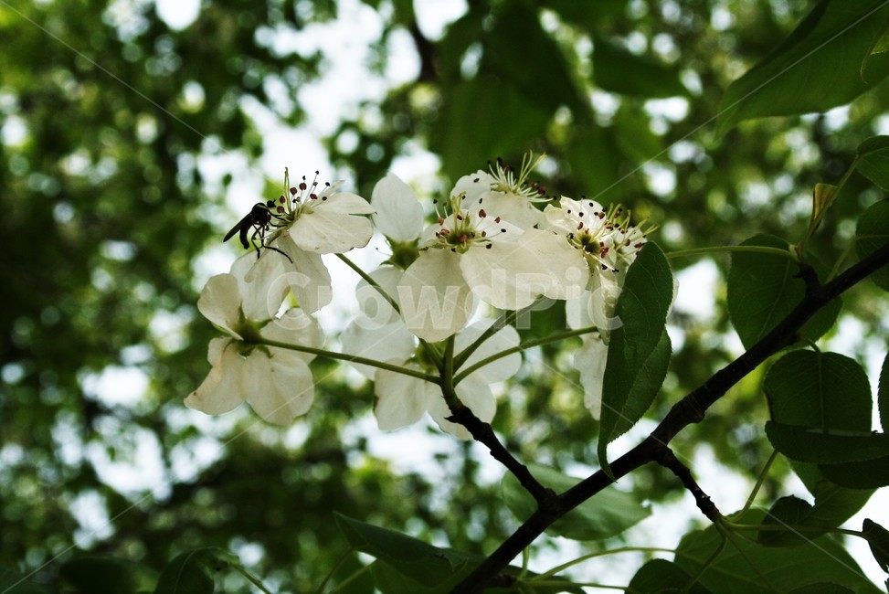 아그배나무,아그배나무꽃,장미과,사과나무속,애기사과,정원수,나무,식물,자연,plants,nature,꽃,flower