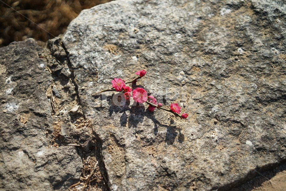 꽃,붉은꽃,돌,돌바닥,홍매화,식물,자연,plants,nature,꽃,flower