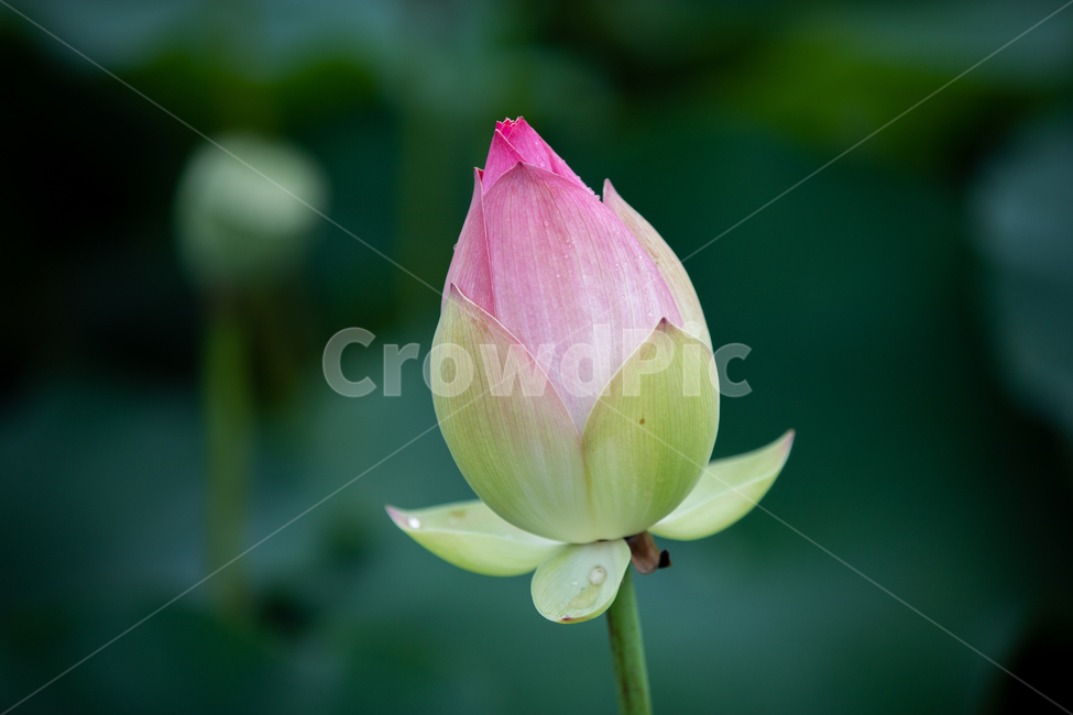 연꽃,여름,연잎,자연,꽃,flower
