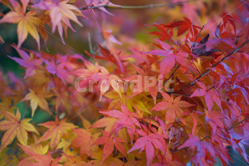 단풍,가을,단풍잎,단풍물,단풍나무,자연,가을,계절,fall,autumn,season