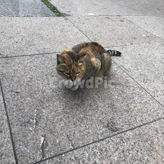 길고양이,고양이,갈색,길거리,앉은자세,동물,cat,street,kitty,animal,잔디