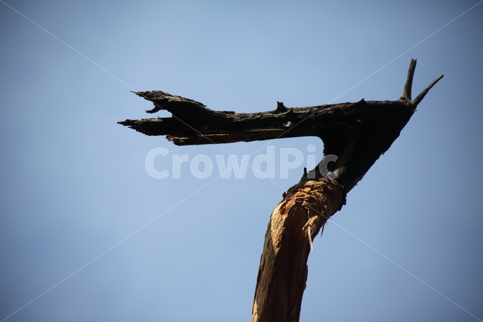 나무,고목,고사목,죽은나무,wood,나뭇가지,나무가지,식물,자연,plants,nature,나무,trees,wood