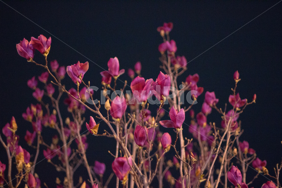 자목련,목련,꽃,봄,꽃야경,식물,자연,plants,nature,꽃,flower