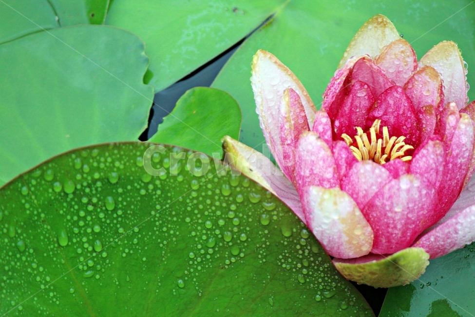연꽃,연잎,영원회귀,고요,인연,우중,식물,자연,plants,nature,꽃,flower