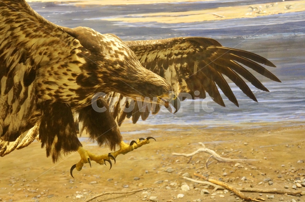 eagle,독수리,bird,새,animal,동물,동물,animal,조류,새,birds