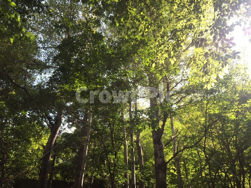 자연,나무,숲,forest,green