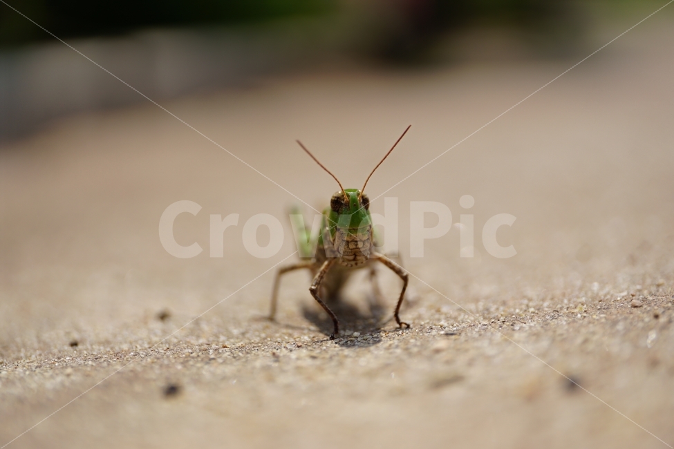 메뚜기,곤충,벌레,동물,자연,여름,8월,insect,nature,summer,animal,동물,animal,곤충,벌레,insect,bug