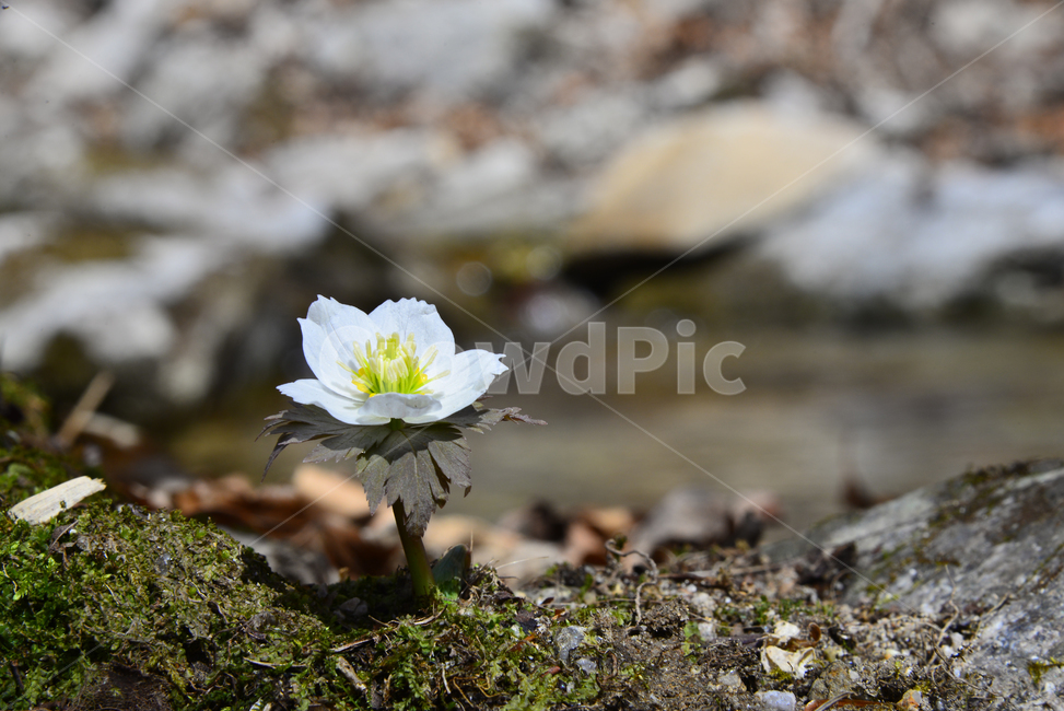 식물,plant,꽃,flower,야생화,봄,spring
