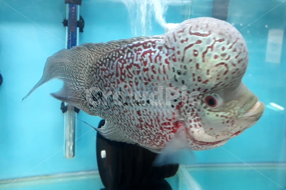 열대어,관상어,생선,수족관,수조,어류,아쿠아리움,어류,물고기,fish