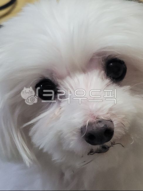 white bird puppy,Pets,whitedog,puppy,animal,white dog,dog,maltese