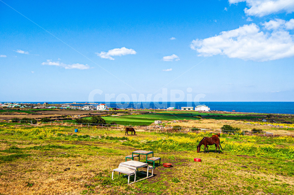 제주도,해안선,해안,바다,말,자연,목초지,우도,하늘,구름,농장,제주도,jeju,jeju island,목축업,목장,livestock farming,ranching,pasture