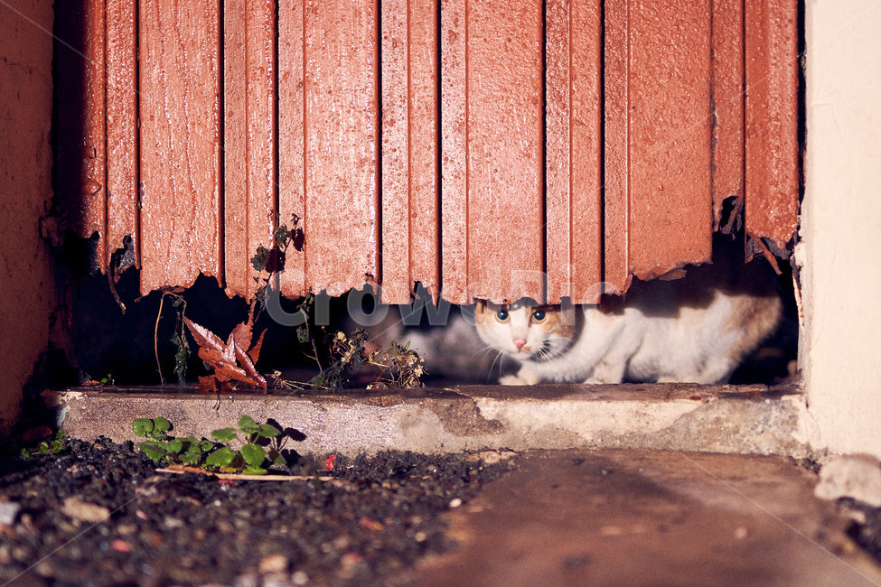 길냥이,고양이,귀여운,길고양이,pet,cat,animal,동물,animal,포유류,mammal,고양이,cat,kitten,kitty