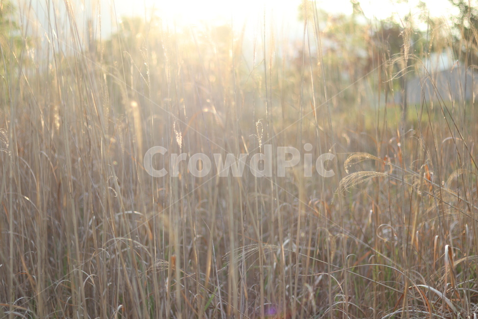 억새,아침빛,봄,갈색,동네,식물,자연,plants,nature,휴식,힐링,rest,relaxation,healing
