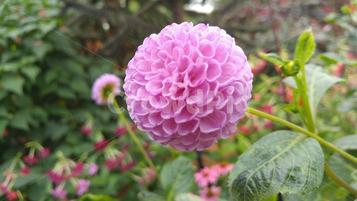 식물,꽃,자연,flower,꽃클로즈업,분홍꽃,꽃봉오리,식물원꽃
