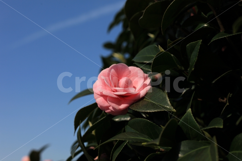 동백꽃,봄,분홍,자연,꽃,하늘,식물,자연,plants,nature,꽃,flower