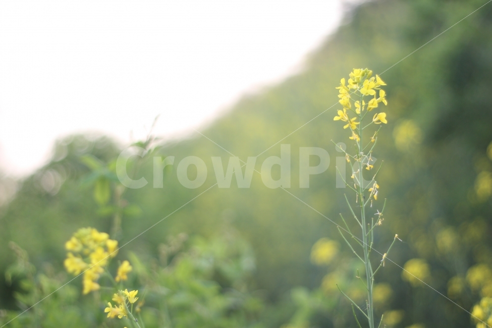 자연풍경,자연,꽃,따스함,풍경,식물,자연,plants,nature,꽃,flower