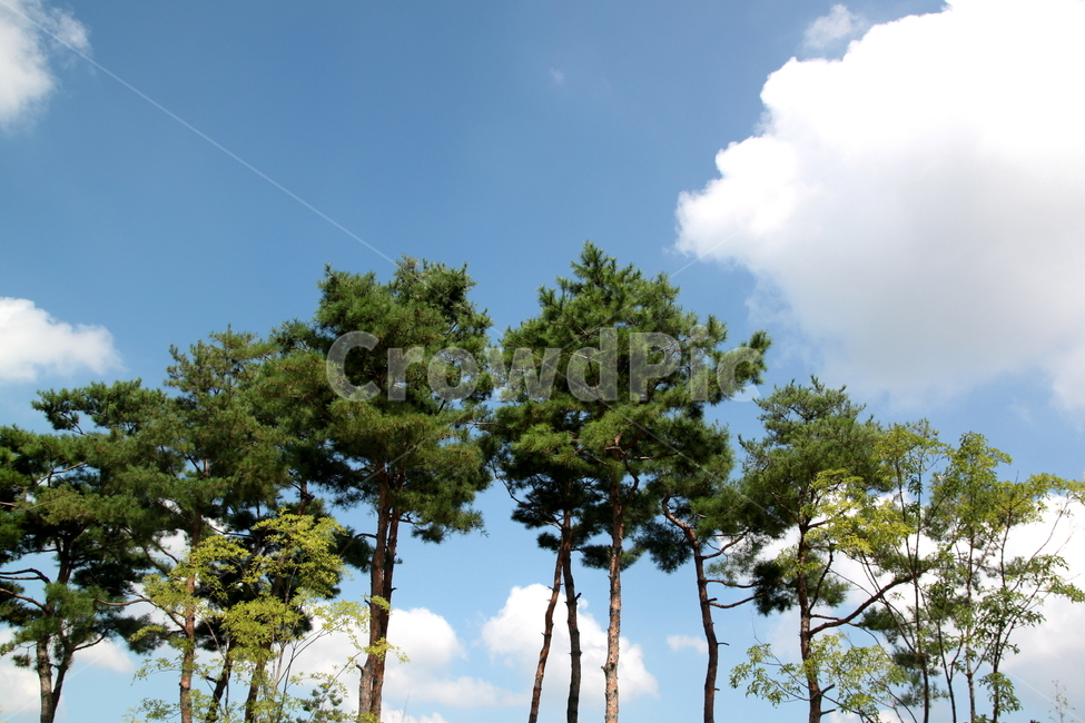 소나무,푸른하늘,구름,나무,tree,공원,나무,trees,wood