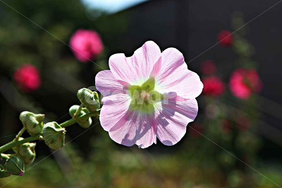 접시꽃,꽃,식물,공원,자연,식물,자연,plants,nature,꽃,flower
