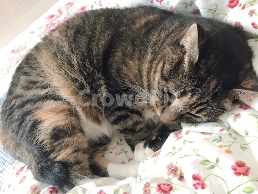고양이,이불,cat,잠자는고양이,애기고양이