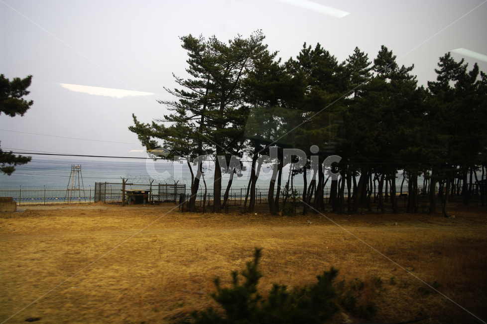 풍경,자연,나무,하늘,바다,tree,plant,nature