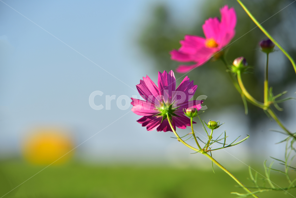 코스모스,코스모스꽃,꽃,가을,가을꽃,식물,국화과,꽃잎,cosmos,flower,fall,autumn,plant,blossom,petal,식물,자연,plants,nature,꽃,flower