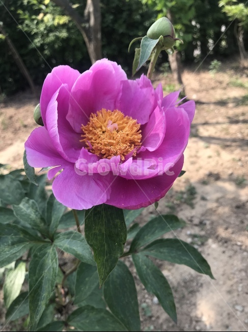 flower,꽃,peony,작약,plant