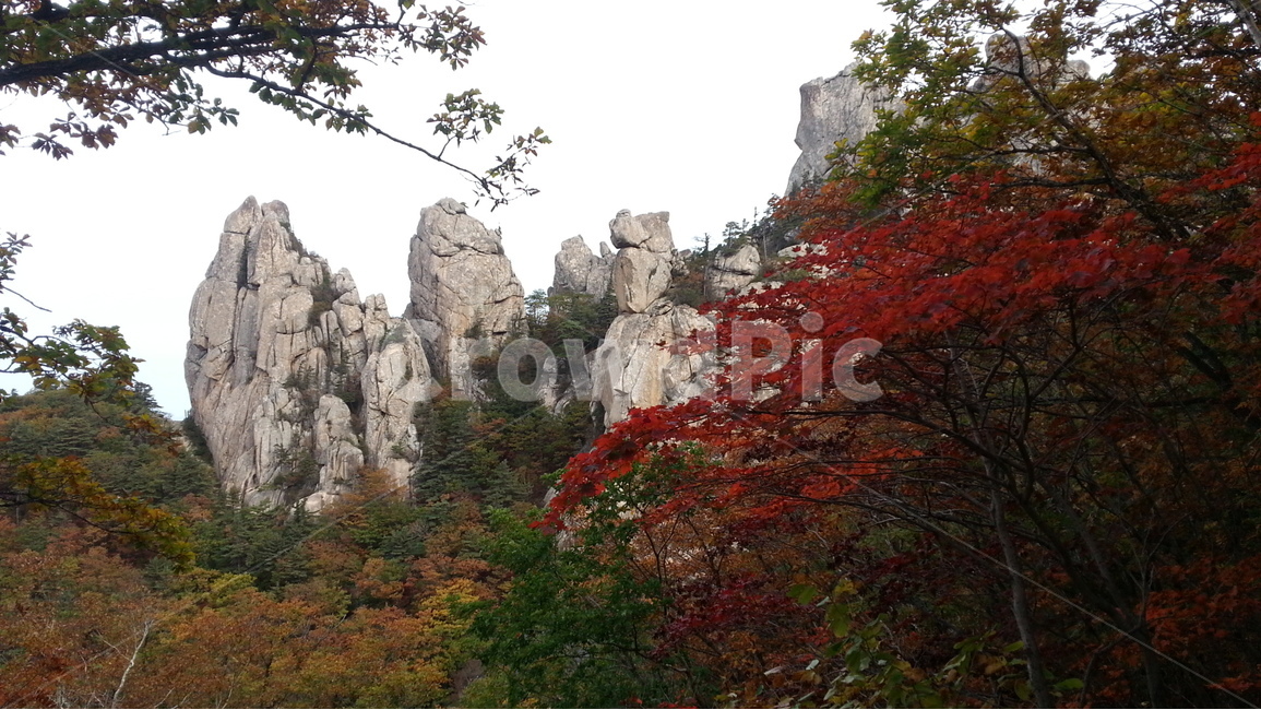 설악산,단풍,가을,봉정암,용아장성,가을,계절,fall,autumn,season,자연,풍경,nature,landscape,한국자연풍경,한국자연경관,korea nature landscape,plant,식물,tree,나무,outdoors,옥외,cliff,낭떠러지