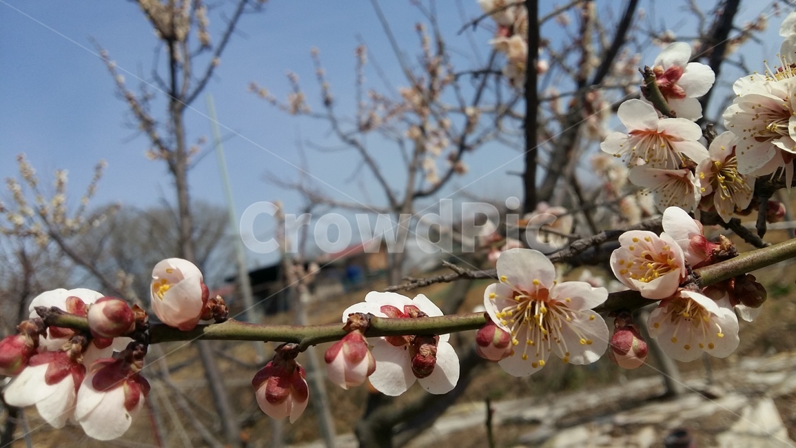 매화,매화꽃,봄꽃,봄,봄매화,봄,계절,spring,season,식물,자연,plants,nature,꽃,flower,plant,blossom,cherry blossom,벚꽃