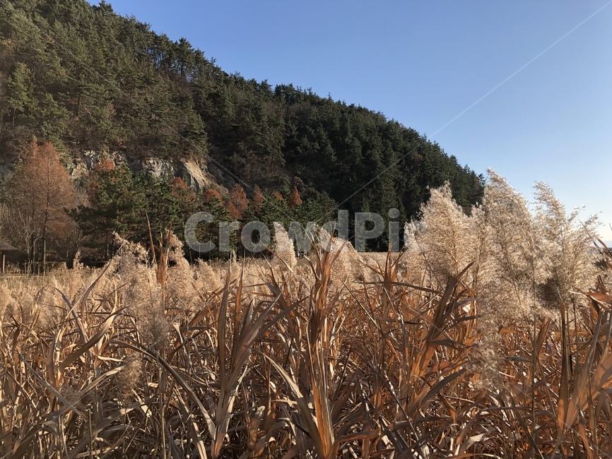 plant,식물,tree,나무,abies,갈대,reed,winter,겨울,맑음,순천만,습지,자연,풍경,nature,landscape