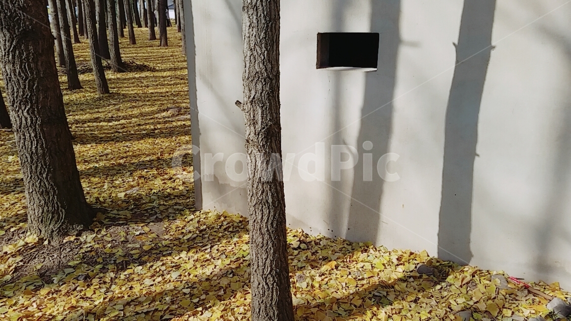 은행나무,나무그림자,은행잎,가을,나뭇가지,도리마울,fall,autumn,tree,treeshadow,ginkgo,meidenhair,meidenhairtree,ginkgoleaf,ginkgoleaves,branch