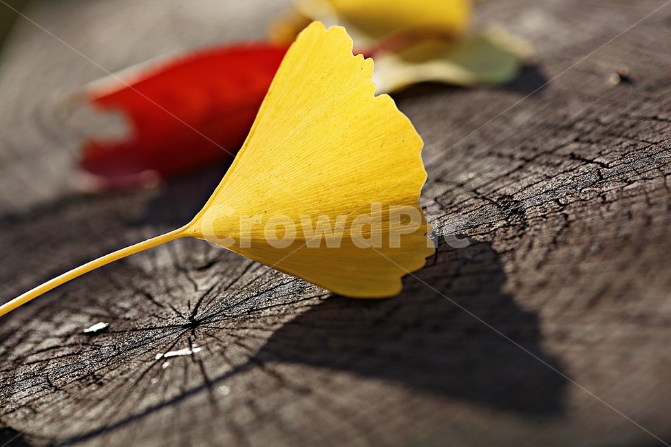 단풍,낙엽,가을,울긋불긋,나무잎,잎,식물,자연,가을,계절,fall,autumn,season,식물,자연,plants,nature