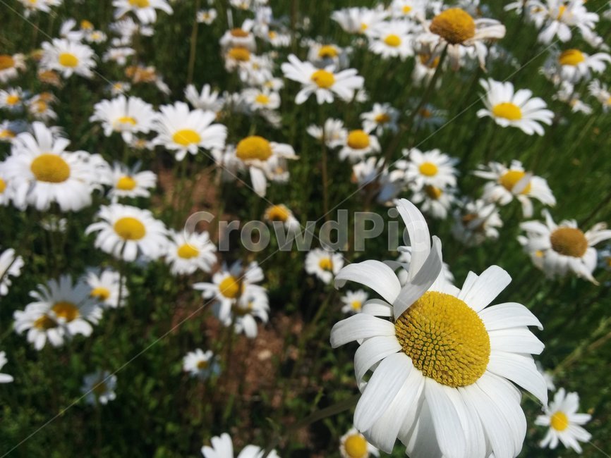 꽃,바람,클로즈업,flower,들판,예쁨,식물,flowers,white,wind,식물,자연,plants,nature,꽃,flower