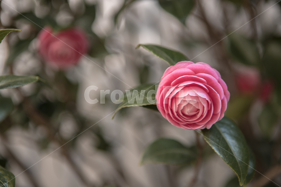계절,봄,식물,꽃,색감,감성,식물,자연,plants,nature,꽃,flower